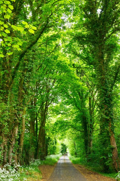 Photo of a path through a forest.