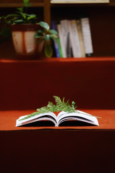 Photo of a book with a leaf on top.